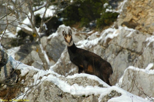 Les chamois du Haut Doubs